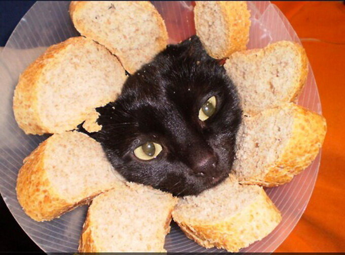 Котик булочка