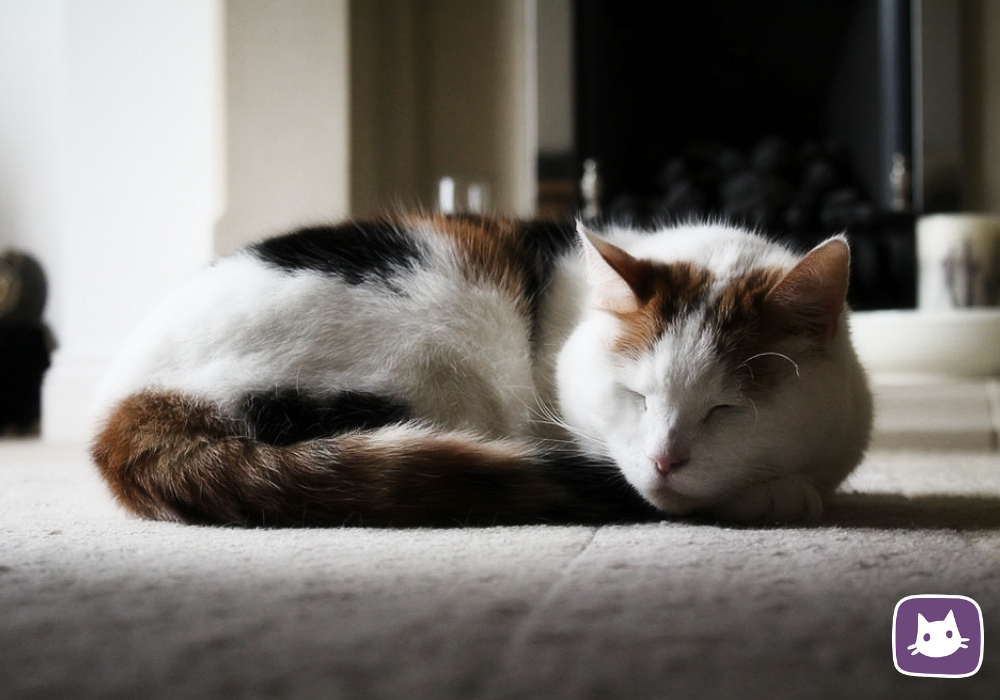 😿💔Усыпление кошки: как проводится процедура, в каких случаях показано ...