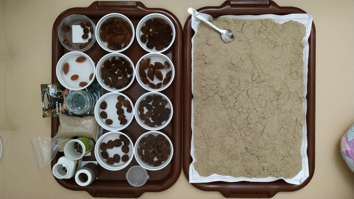 Замоченные семена (яблоня, абрикос, ежевика) и подготовленный речной песок для стратификации.