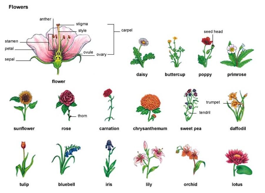 Цветы и их названия