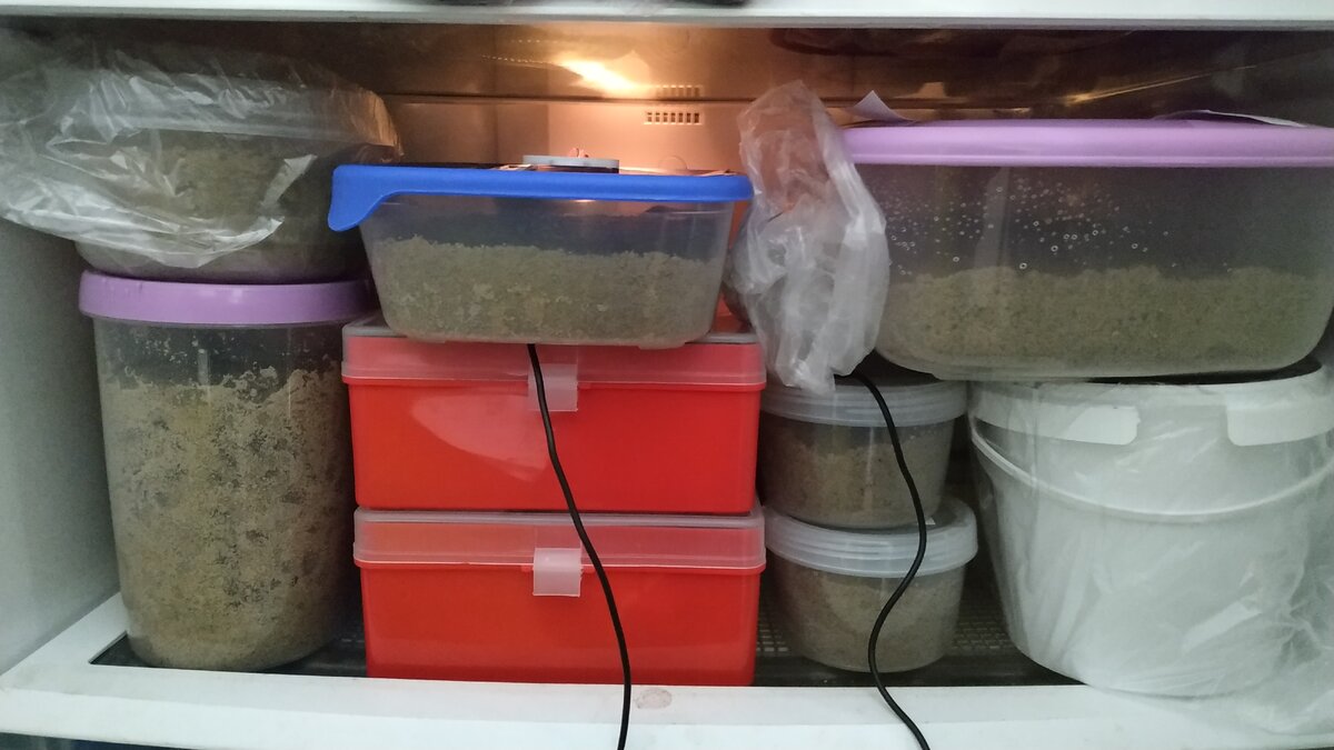 Контейнеры с влажным песком и семенами на стратификации в холодильнике.