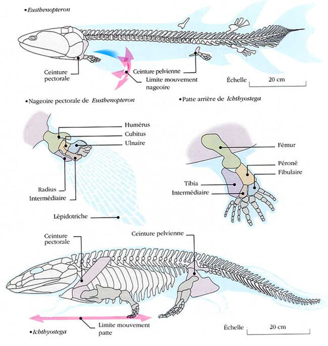 Эволюция конечностей тетрапод. © Transactions of the Royal Society of Edinburgh. Zoom схема