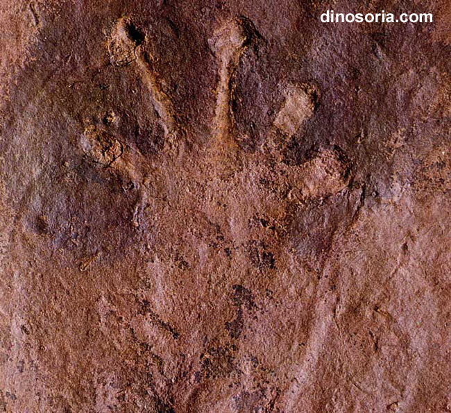 Окаменелость ископаемой амфибии девона, похожую на пермскую сеймурию. © dinosoria