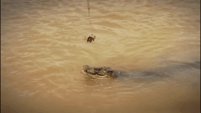 Прыжок крокодила с воды!