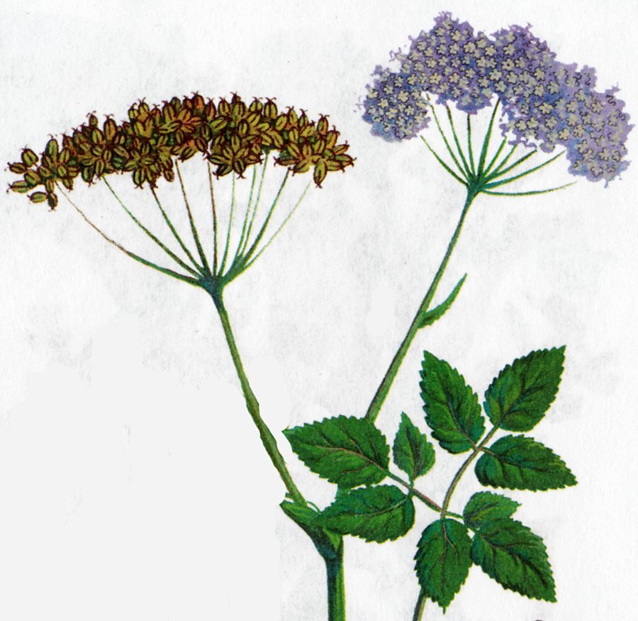 сныть и анис. трава бедренец камнеломка. болиголов крапчатый. лекарственные 8 букв. анис (pimpinella anisum).