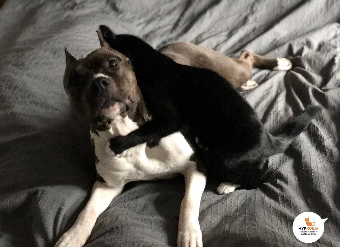 Фавн уже так обжился, что посмотрите на глаза голландской собаки)))