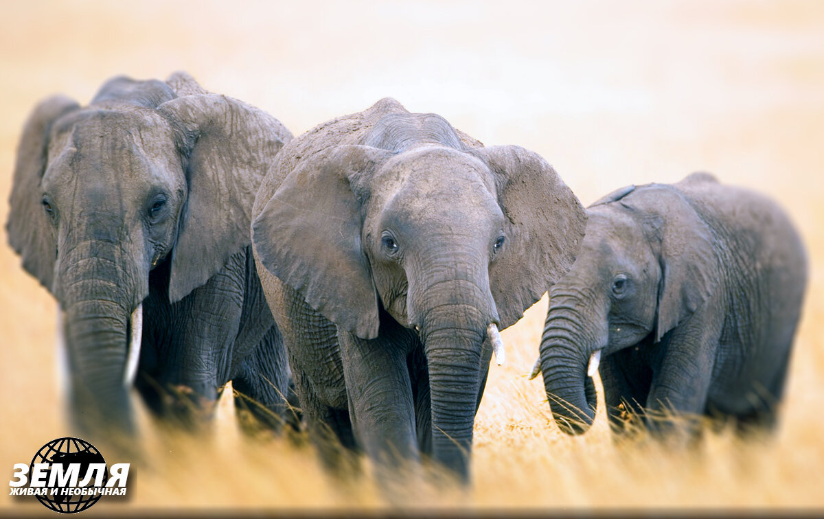 Слоны большие и умные, но они еще и живые. Как, сколько и когда они спят?
