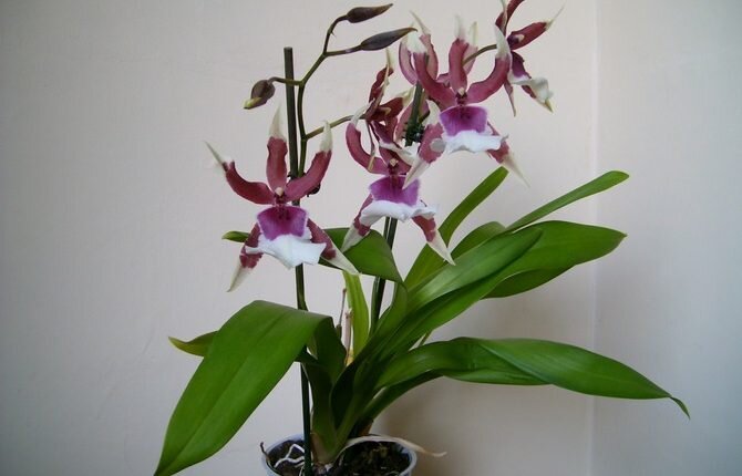 Орхидейные интересы {Gel} 