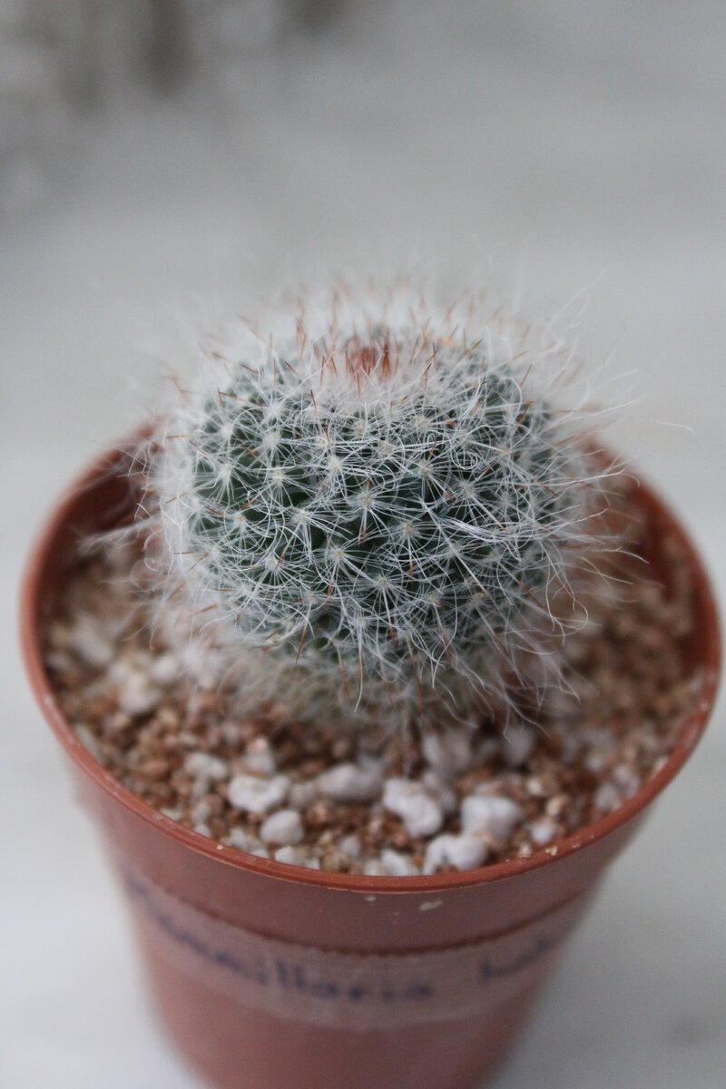 Mammillaria hahniana 