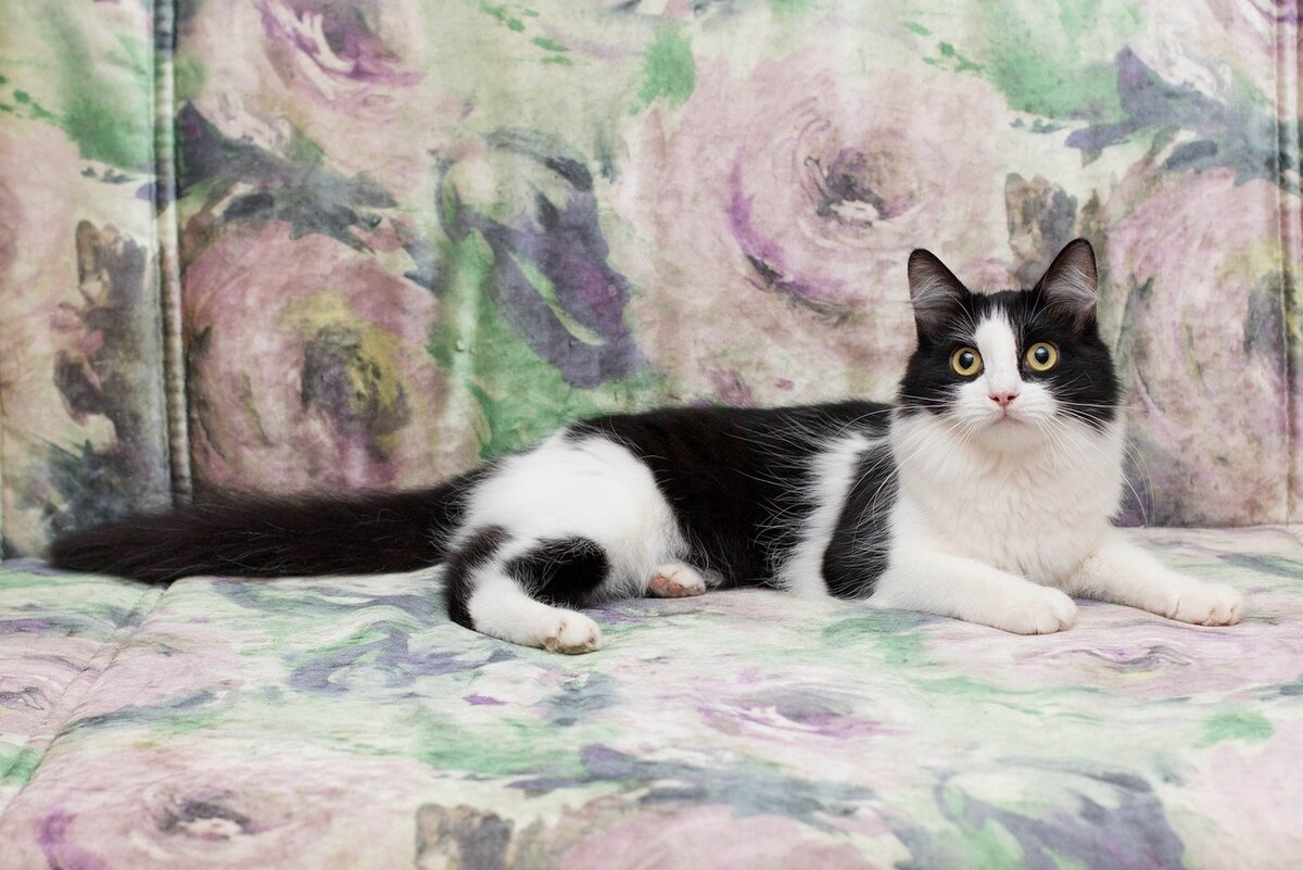 Жасмин из Банды Дворян