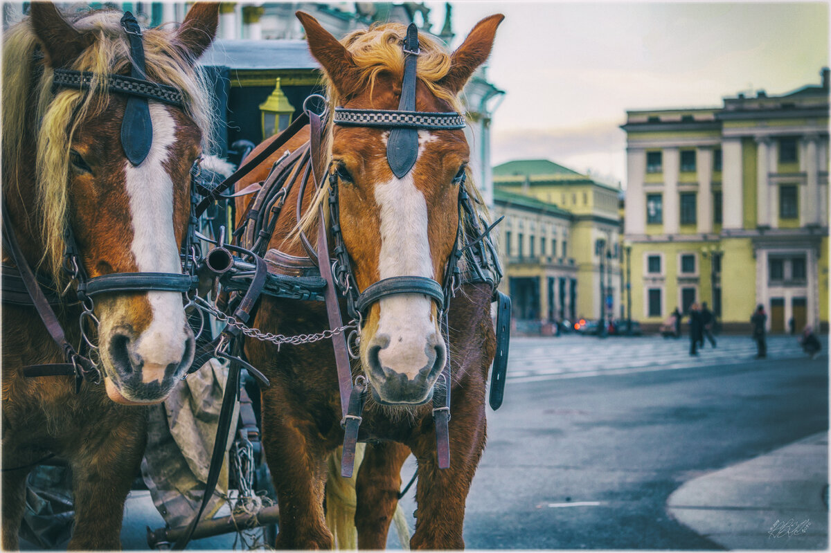 One horse town. Лошадь в городе. Городской конь. Старый город с лошадьми.