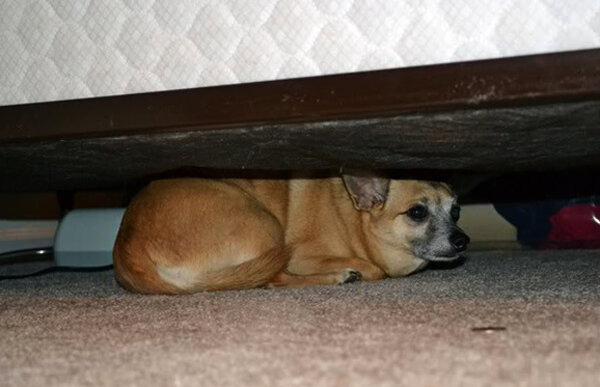 Почему собака прячет. Собака под кроватью. Собака под диваном. Собака пол кровать. Собака прячется.