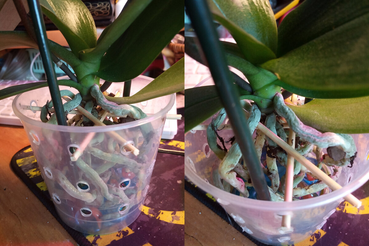 Фаленопсис без грунта в пластиковом горшке (поскольку в будущем я планирую его перевести на блок, тут он пережидает), где же наш фотосинтез?! Корни ничем не отличаются от корней ее сестер в непрозрачных горшках, ну разве что здоровьем пышат, мне тут очень повезло с приобретением.