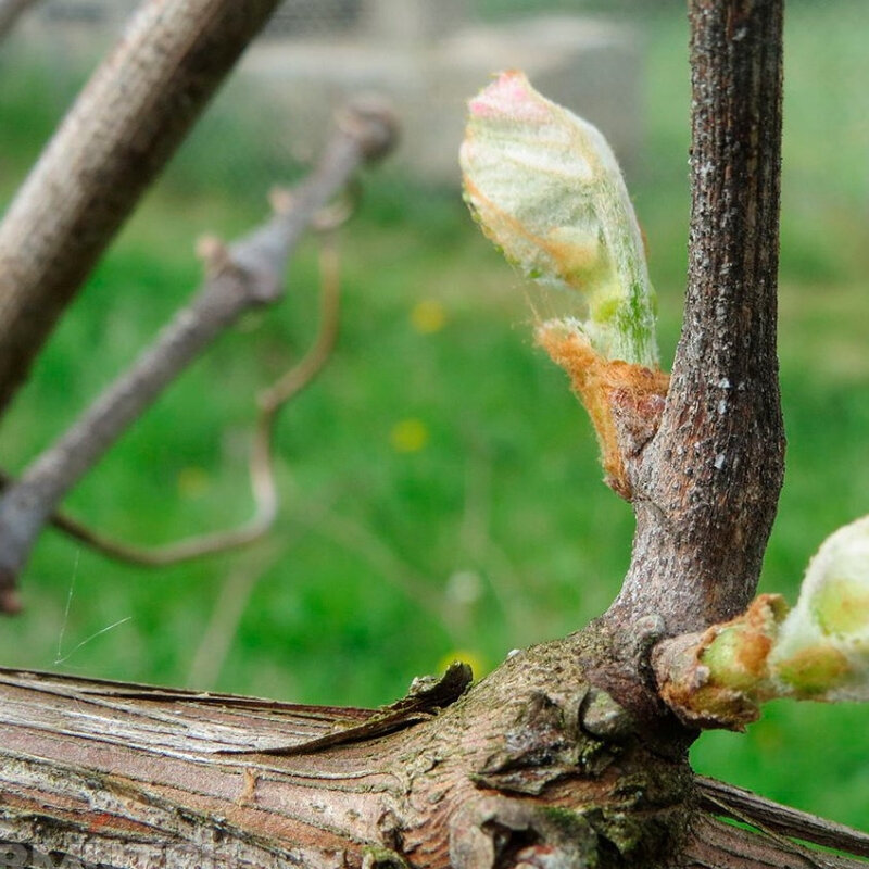 Способы обработки винограда от болезней весной
