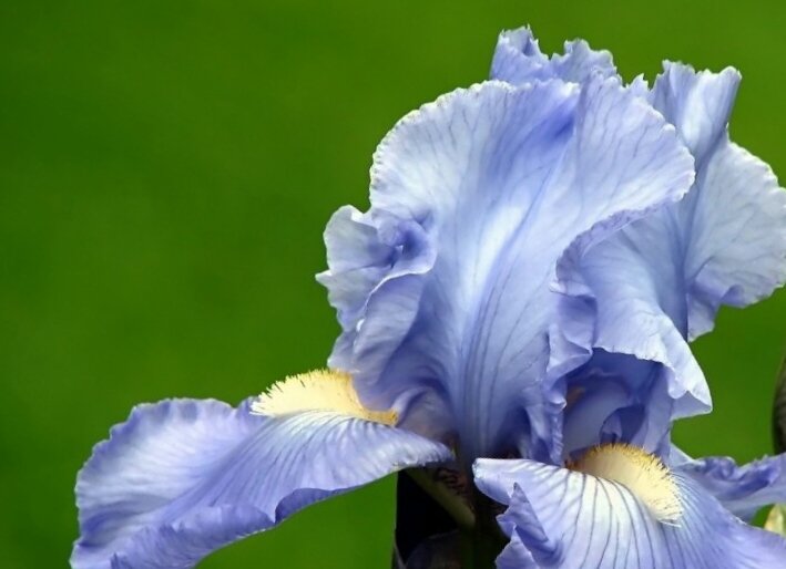 нежно-голубой...