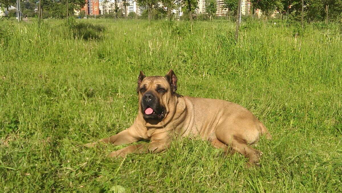 Мой пёс. Здесь ему уже 8 лет. Кане корсо.