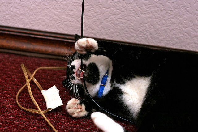 Что делать, если кошка грызёт провода?