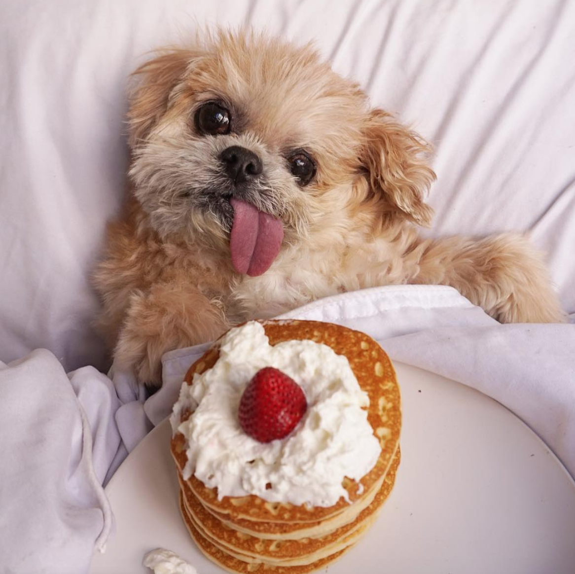 фото из instagram аккаунта @marniethedog