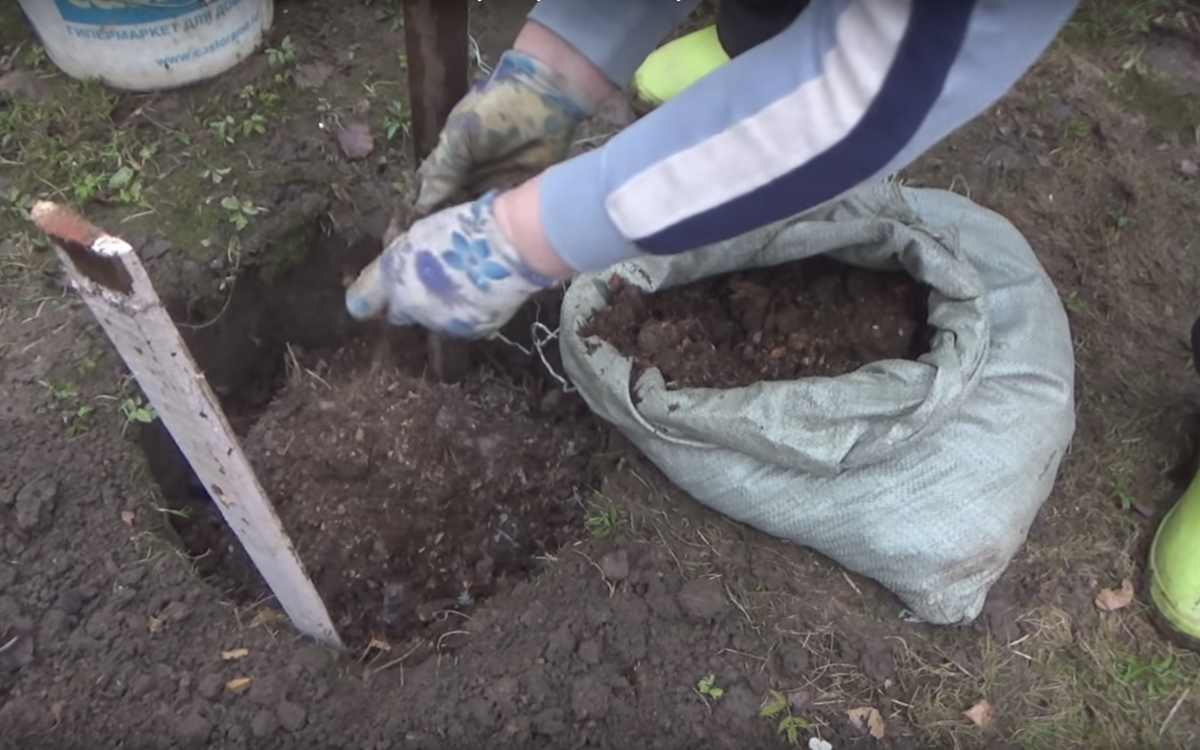 Правила посадки облепихи