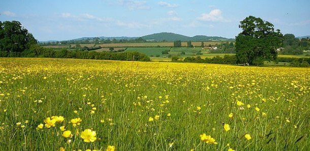Зеленый ландшафт до начала строительства солнечной электростанции