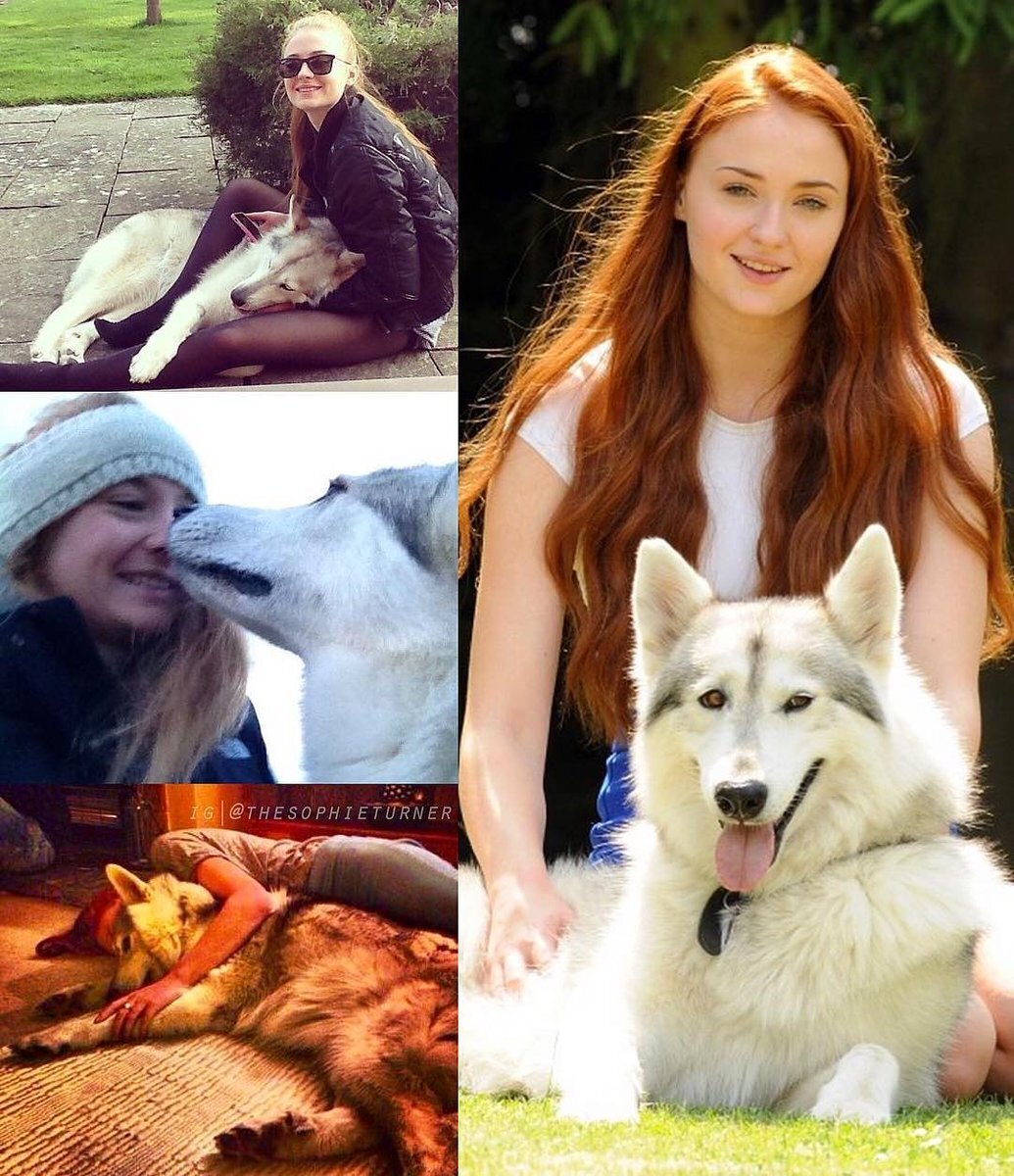 Нимерия лютоволк. Лютоволки из игры престолов. Американская овчарка лютоволк. Собаки из игры престолов. Лютоволк собака.