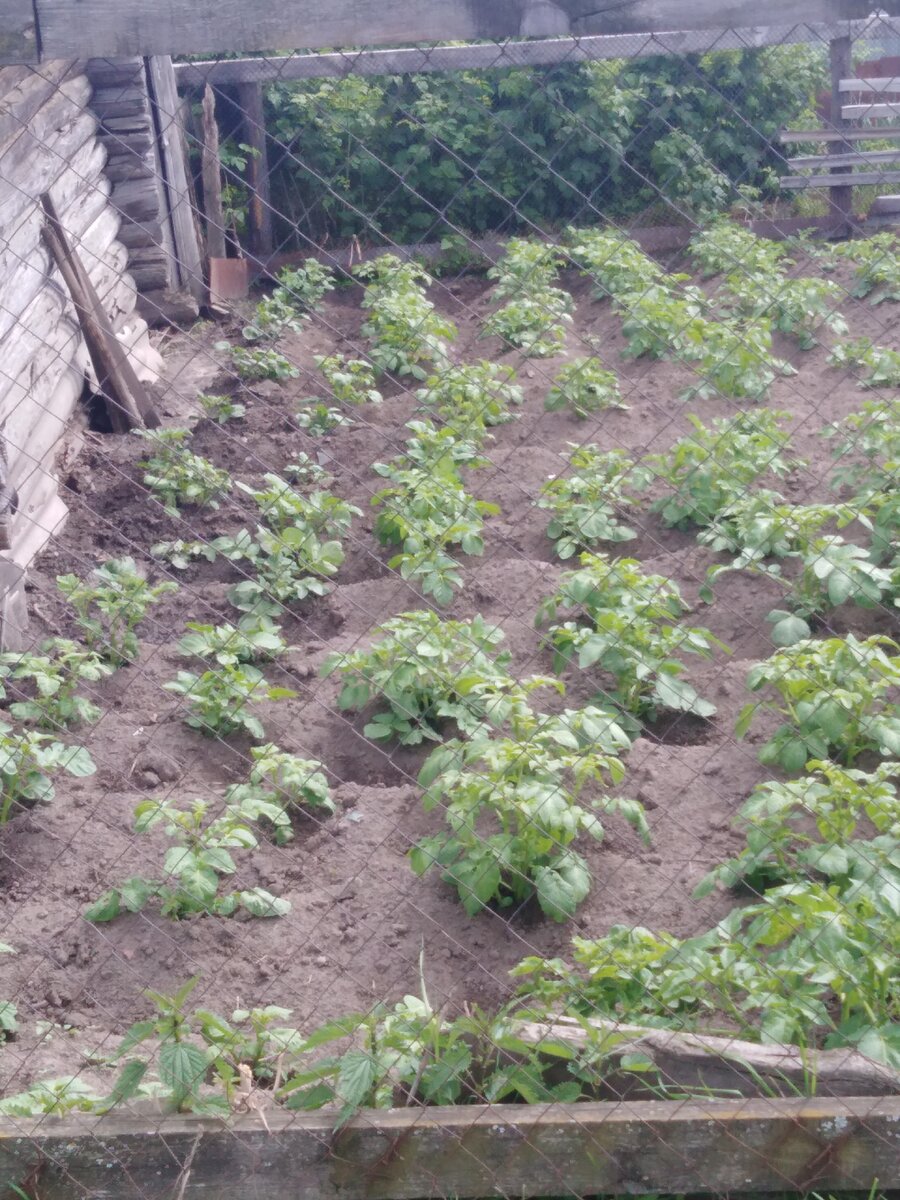 Картошка она есть у каждого жителя деревни. Её садят в Мае или в Июле у всех поразному, в Сибири в конце мая или в начале июня. Картошка очень популярна, ведь она везде в супе, в салатах, её жарят варят, делают на углях печёнки, чаще всего печёнки делают, когда идут на пекник или на отдых на природу. Так что не забывайте садить картошку!!! 