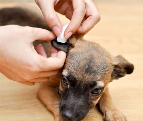 видео как правильно чистить собаке уши | Дзен