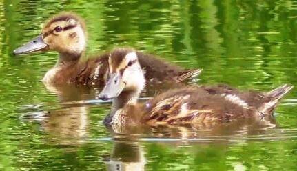 Утята кряквы