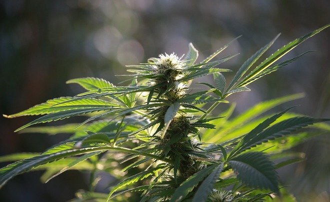 Фото: pixabay.com