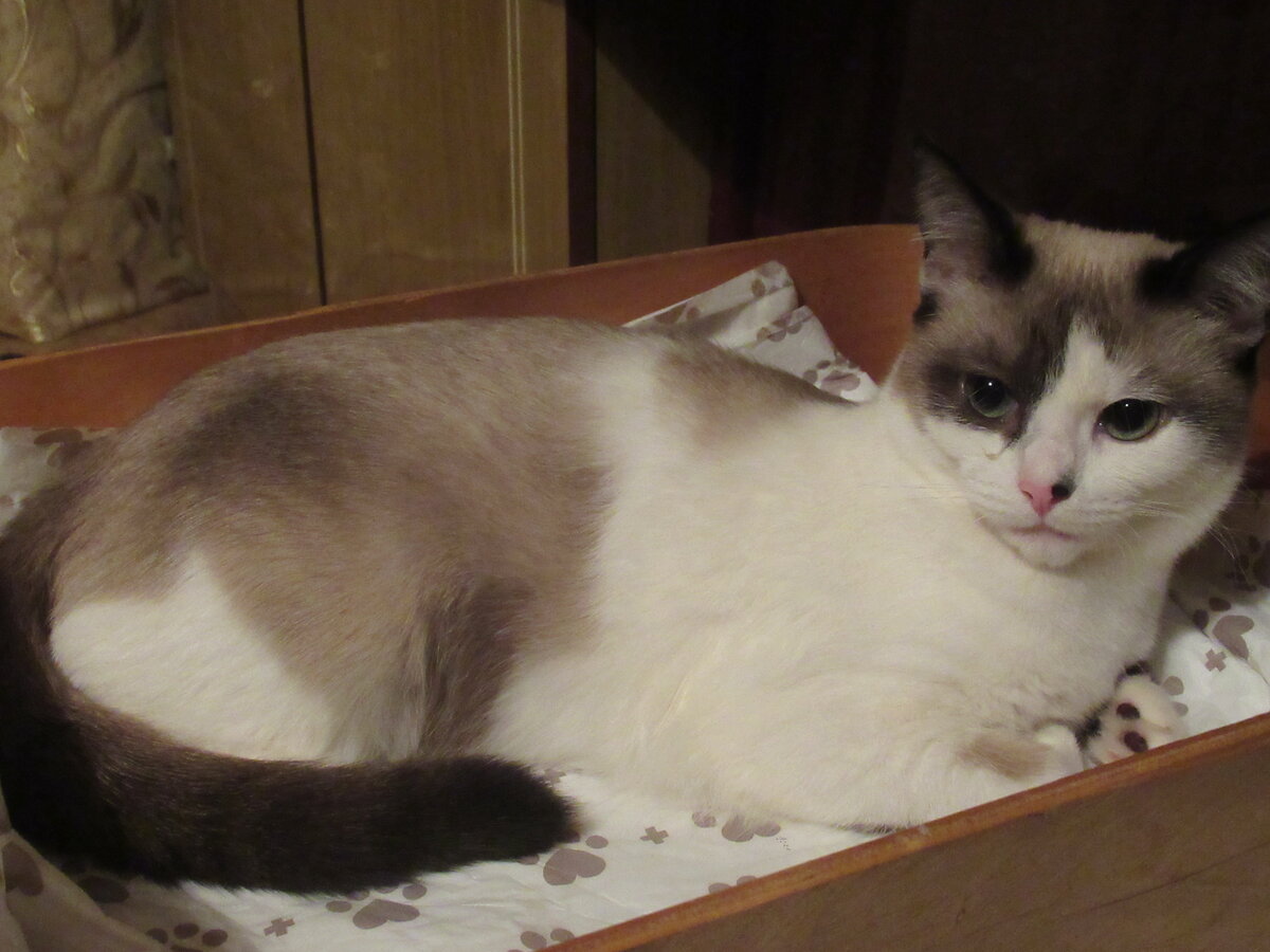 А Фрося - взрослая кошечка, ей уже 1 год и 3 месяца