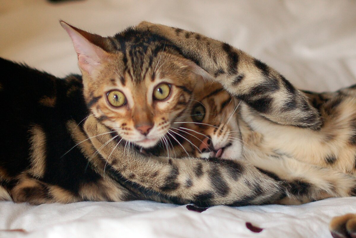 Евразийские котята тигрового окраса. Где-то - красивые, экзотичные, с потрясающим богатым сложным окрасом. А у нас почти в каждом подвале водятся.