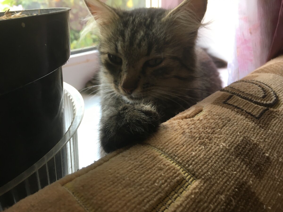 Васька любит это место на подоконнике