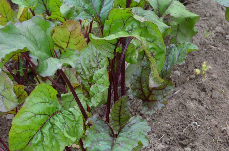 Свекла растет на грядке. 