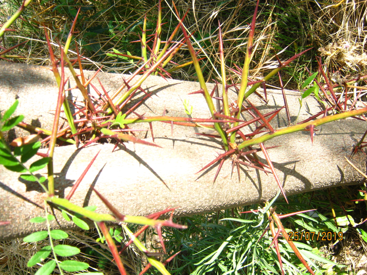 От любви и ласки воот такими колючками покрывается душа?  Или от чего-то иного?