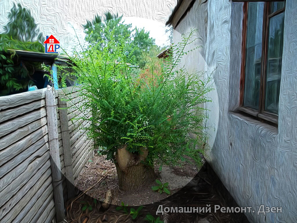 Как предотвратить рост спиленного дерева