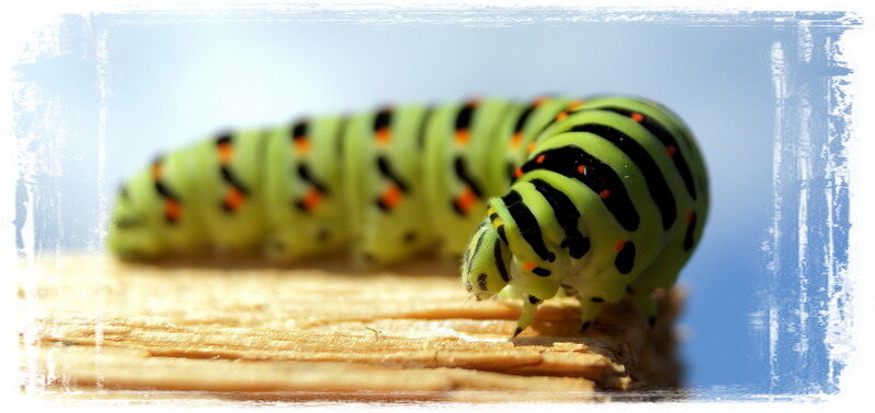 Гусеница, будущая бабочка