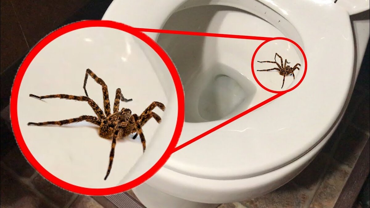 Спайдер туалет. Большие пауки в ванной. Гигантский паук в туалете.