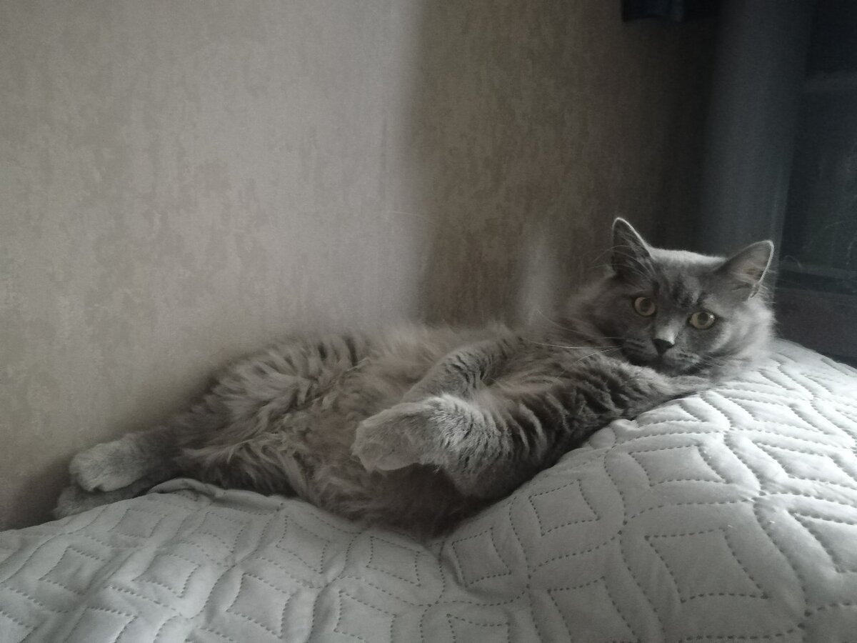 Кот Персиваль из Банды Дворян