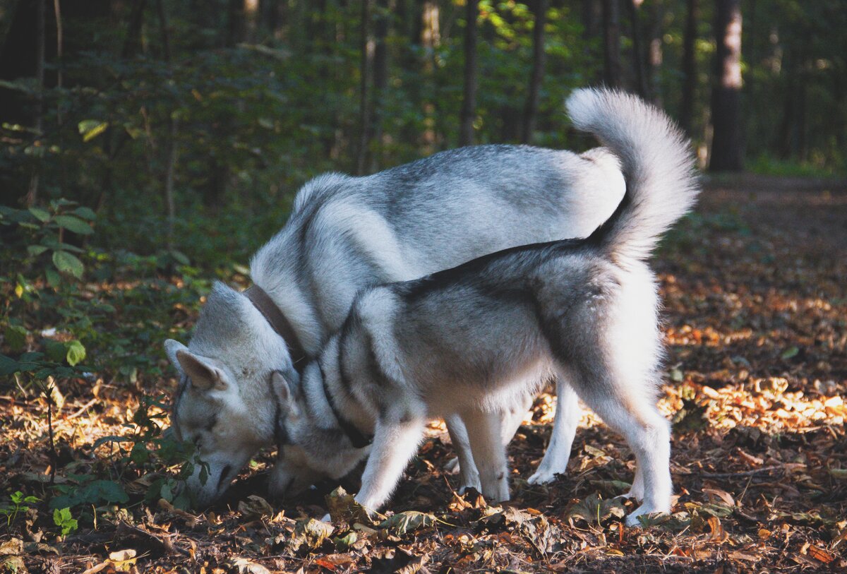 Ахига и Гестала (папа и дочка)