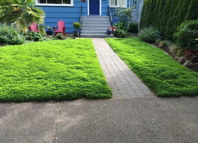 Газон из белого клевера