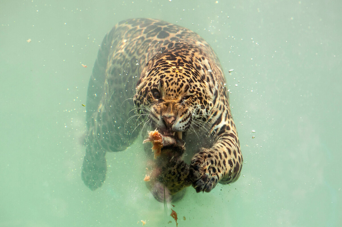 И под водой еду достану. ocdn.eu ©