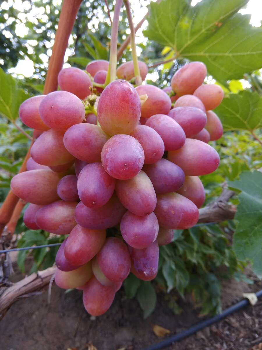 Виноград модница описание сорта фото