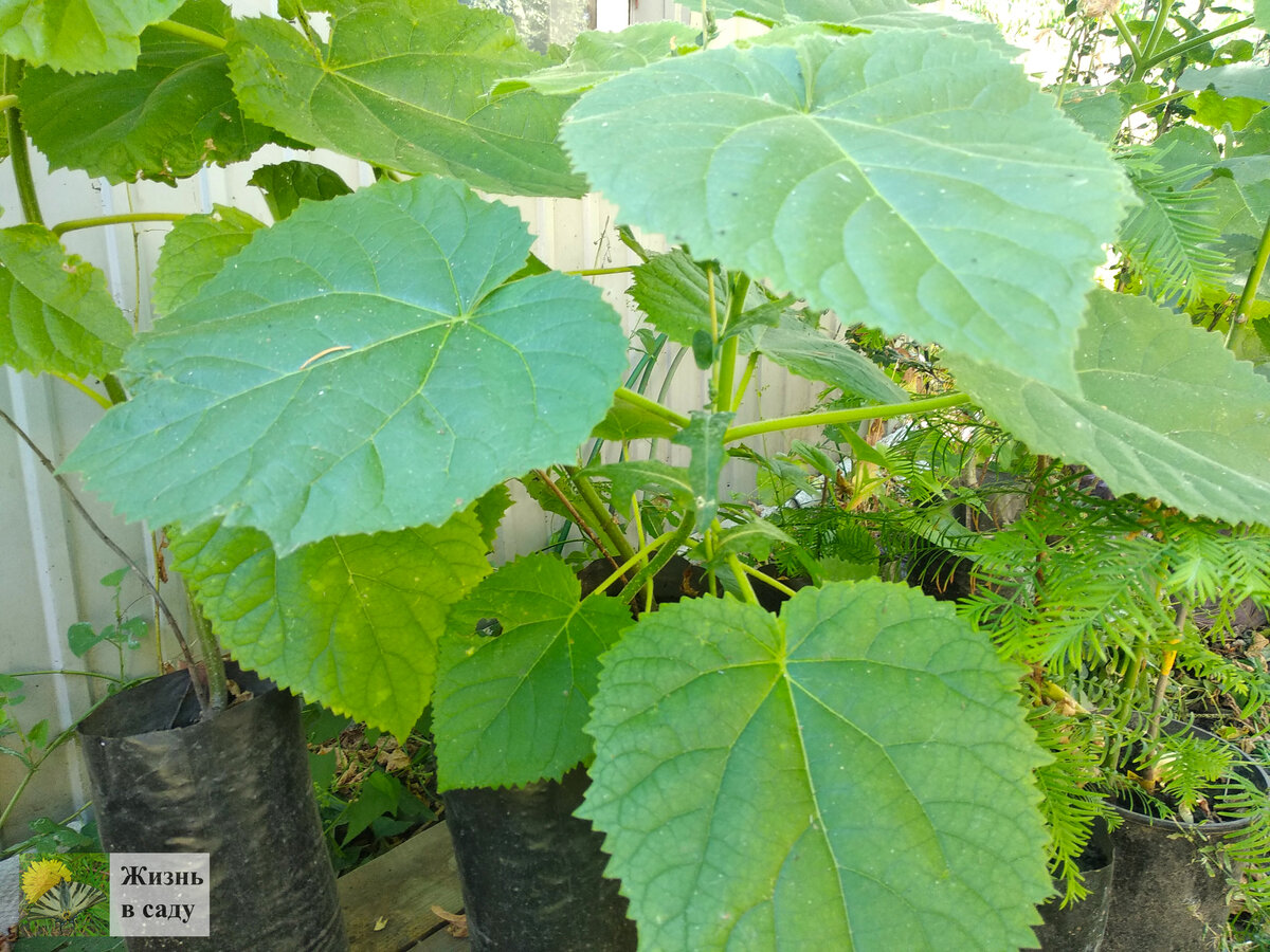Мы находимся в Белгородской обл. Фото автора