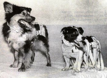 Колли, конечно, симпатичнее, но из-за длинны шерсти они вне конкурса. 
Такими был собаки первого космического отряда.