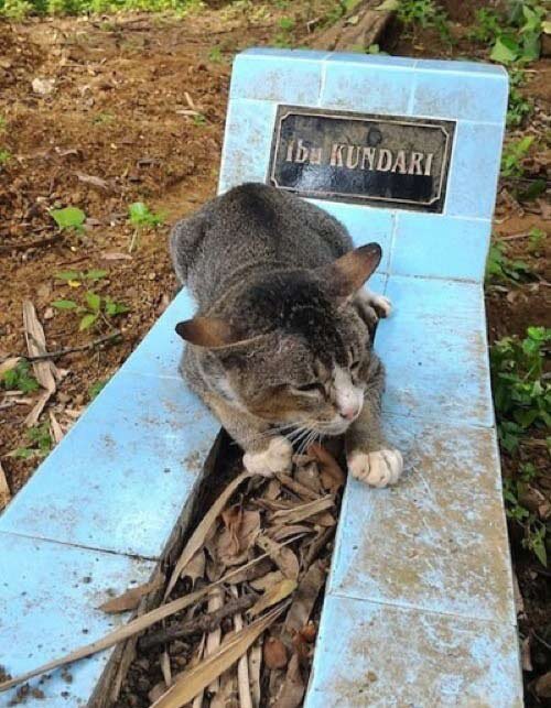 Источник: www.unilad.co.uk