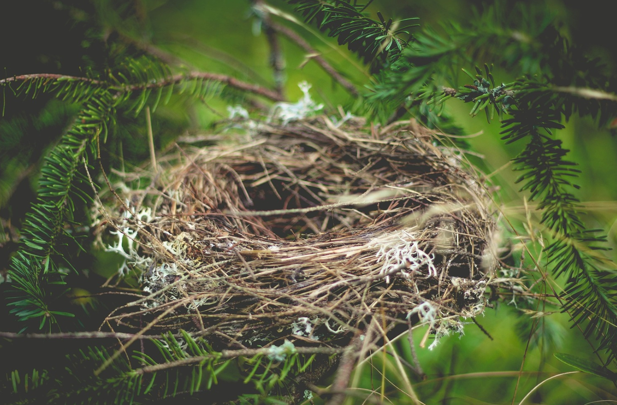 https://s3.amazonaws.com/skinner-production/story_images/files/000/050/115/large/nest-918898_1920.jpg?1537360581