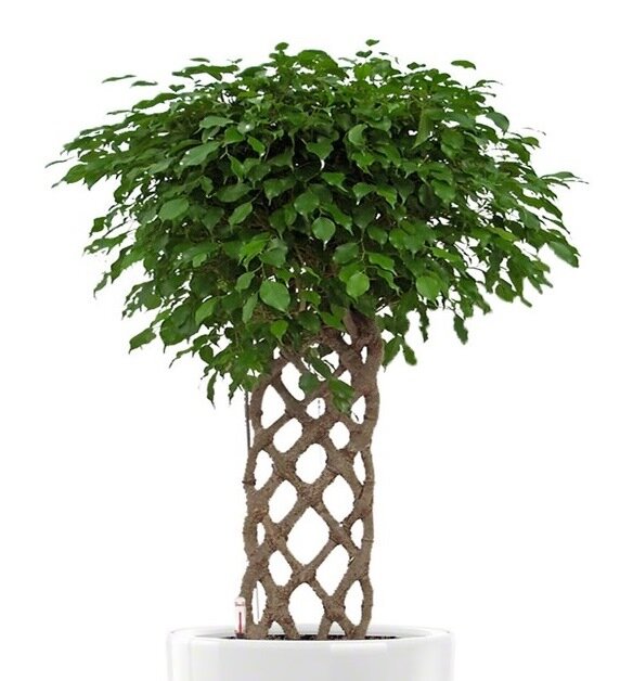 Фикус бенджамина Ficus benjamina