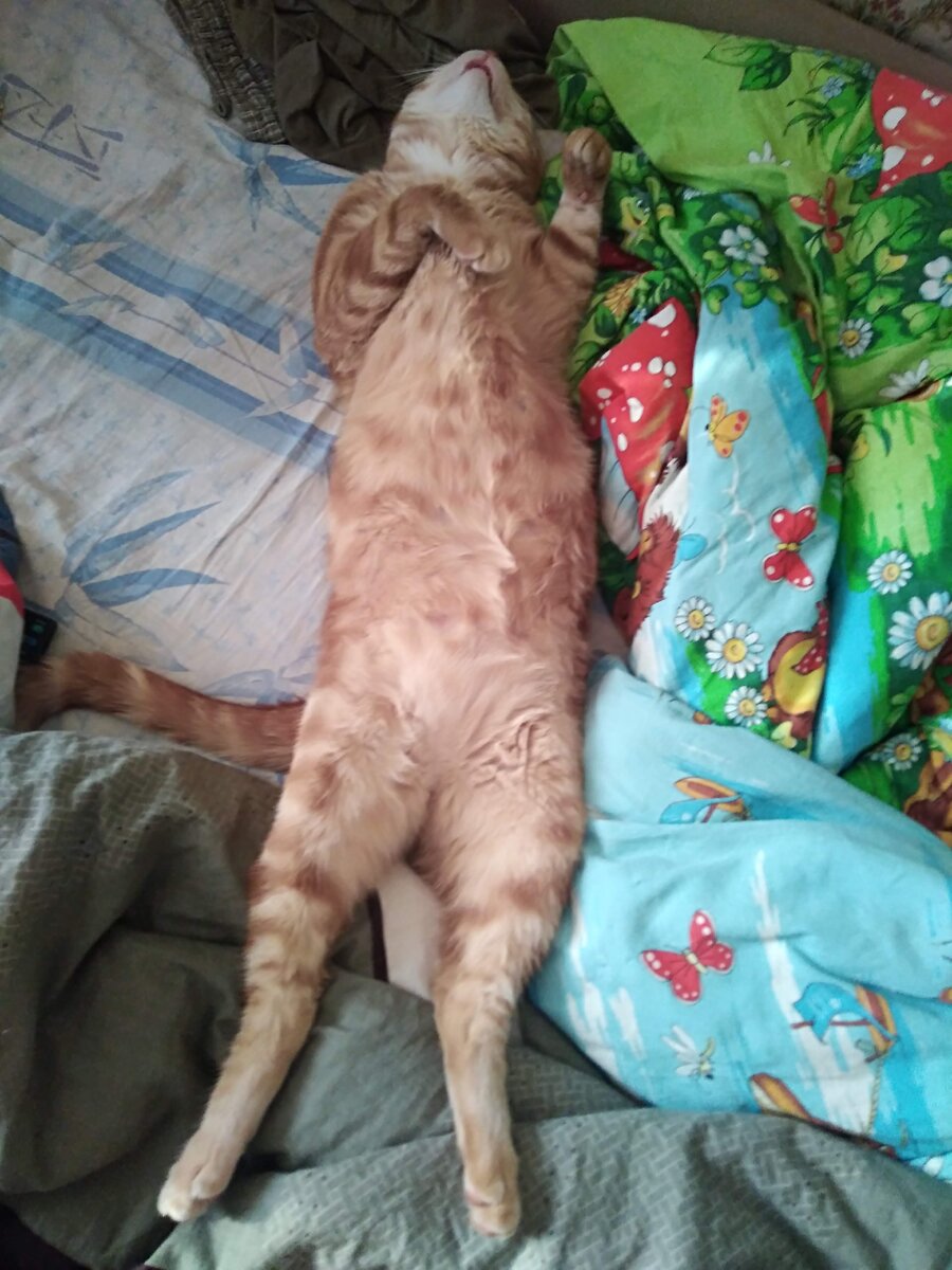 кот после удовлетворения физиологических потребностей