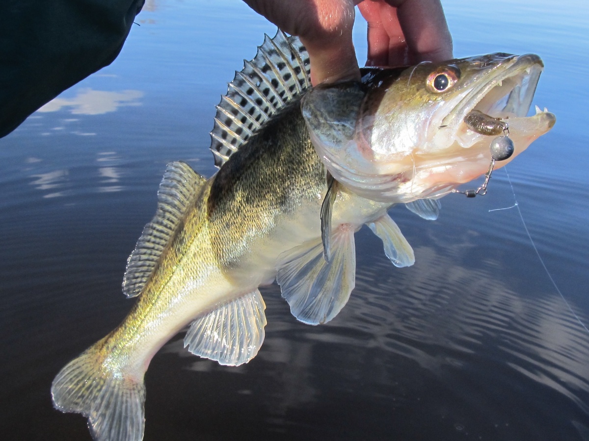 пойманный судак
