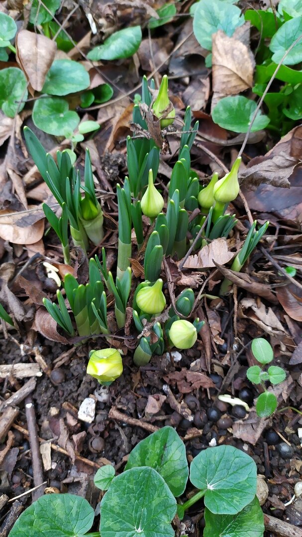 Нарциссы проклюнулись